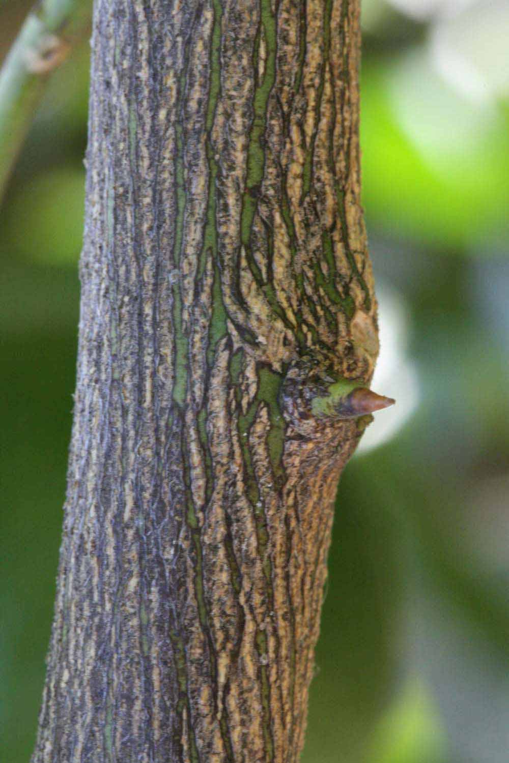              Second - third year twig (Riverside, CA)       